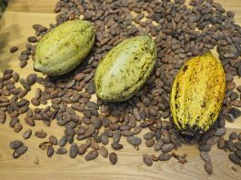 Producción de cacao en costa de marfil