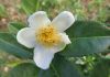 Camellia Sinensis, la planta del té