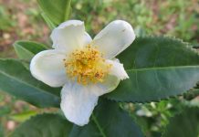 Camellia Sinensis, la planta del té