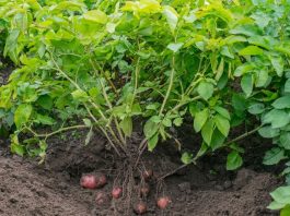 patata planta