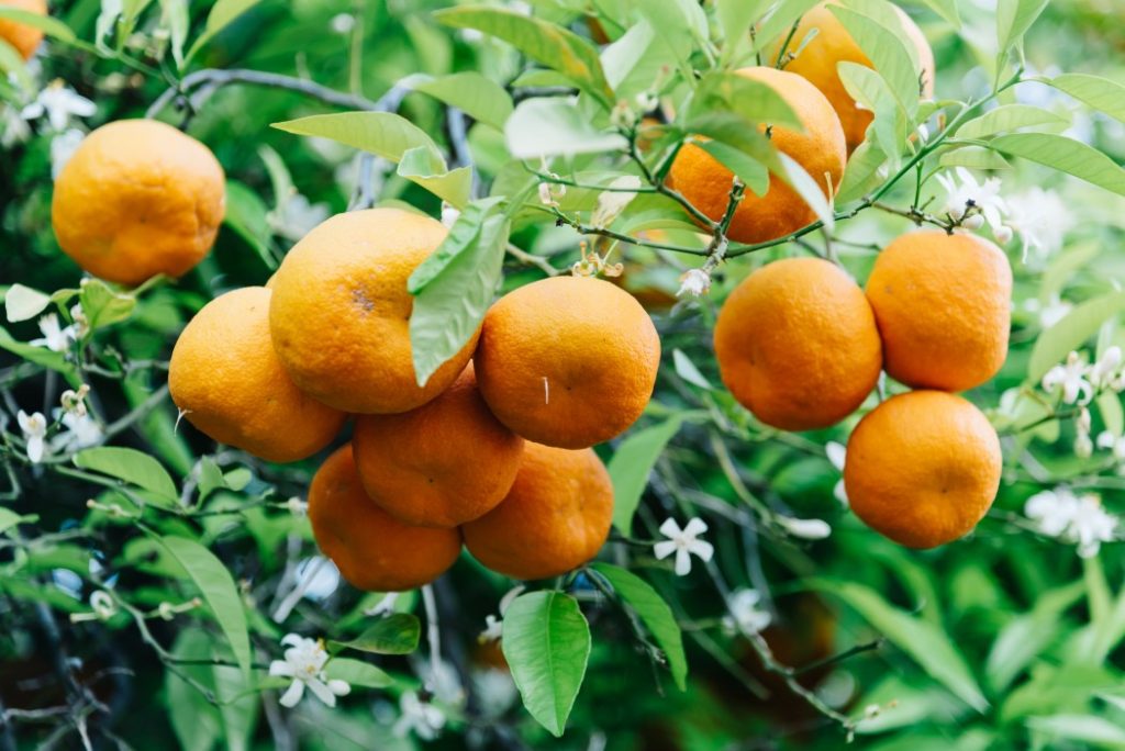 árbol Naranjo dulce