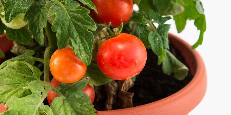 tomates cherry maceta