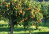 naranjo árbol