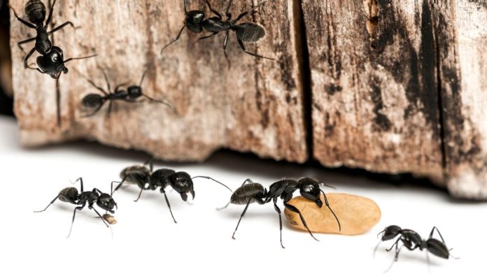 eliminar hormigas natural