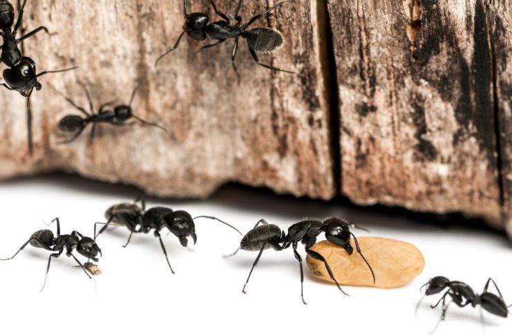 eliminar hormigas natural