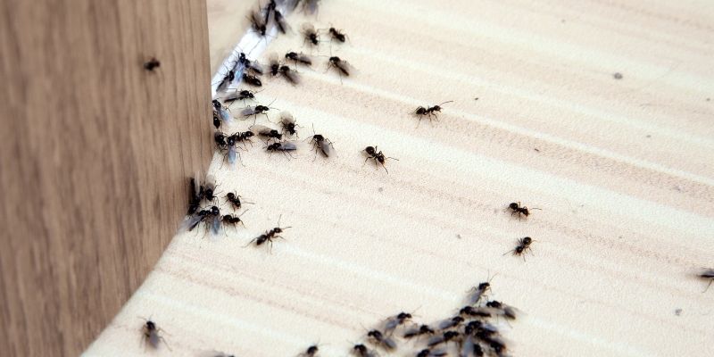 Hormigas alas eliminar